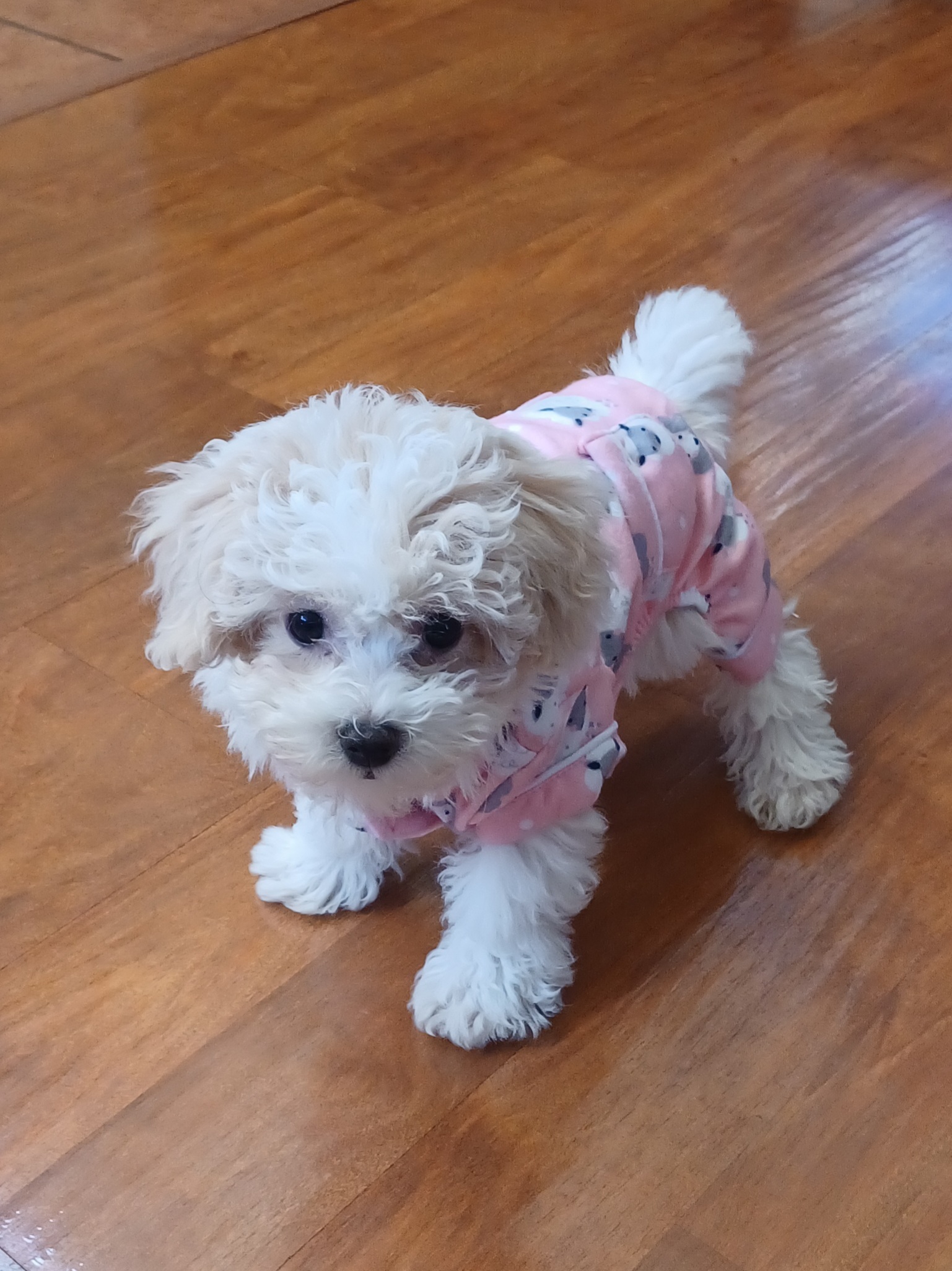 Chloe the puppy wearing pink sheep jammies, featured for All Gone Odor Eliminator