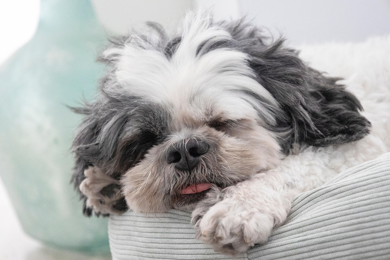 Cute Shih Tzu sleeping with tongue peeking out, perfect for promoting All Gone Odor Eliminator